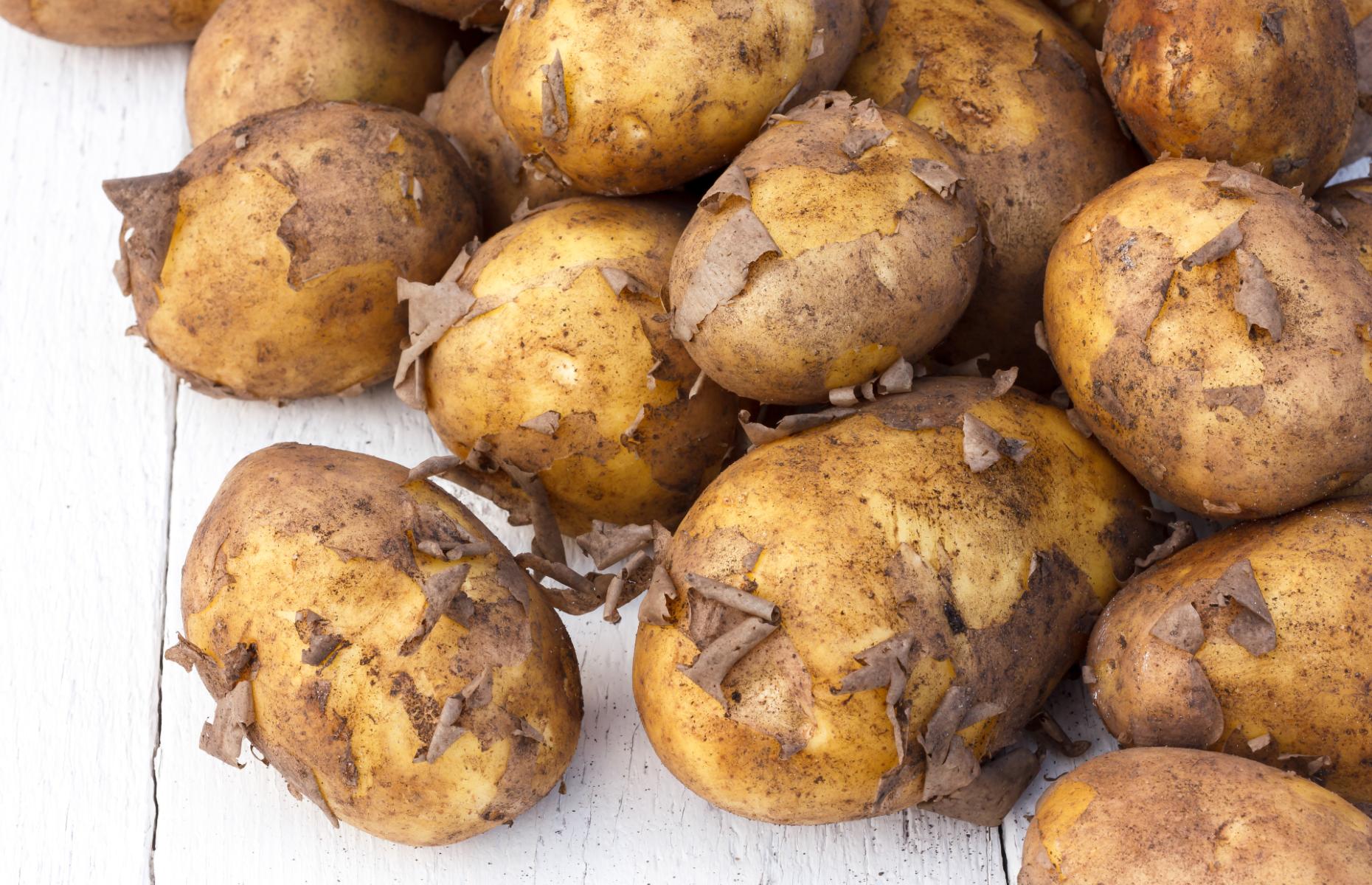 When are jersey royal potatoes hot sale in season